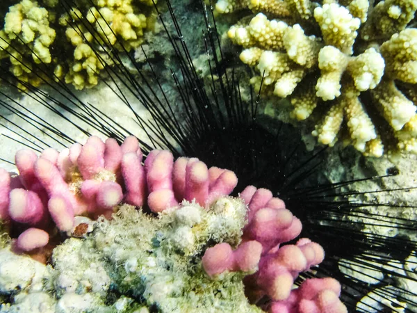 Peixes Nadam Acima Recife Coral Mundo Subaquático Mar Vermelho — Fotografia de Stock