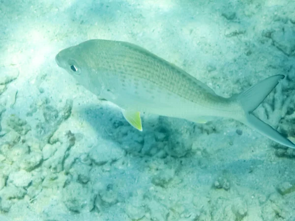 Les Poissons Nagent Dessus Récif Corallien Monde Sous Marin Mer — Photo