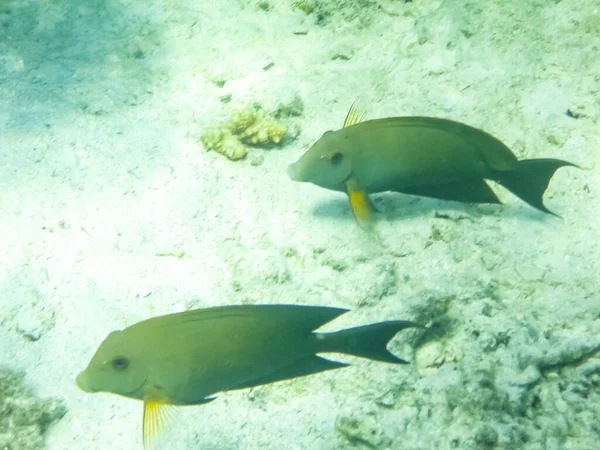 Los Peces Nadan Por Encima Del Arrecife Coral Mundo Submarino — Foto de Stock