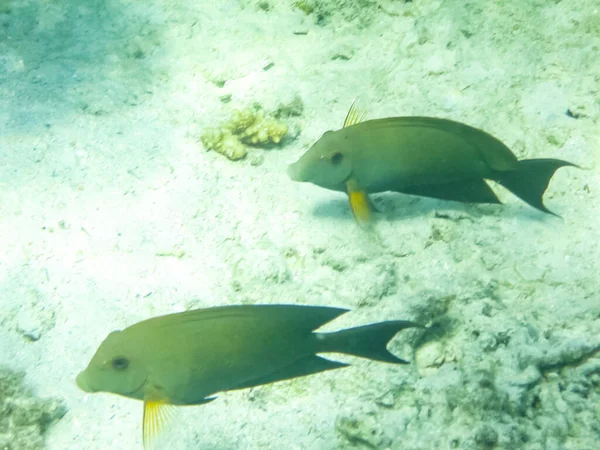 Les Poissons Nagent Dessus Récif Corallien Monde Sous Marin Mer — Photo