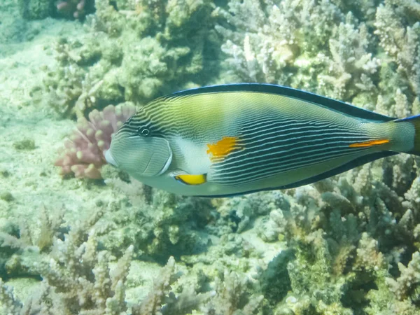 Mercan kayalığı, Kızıl Deniz sualtı dünyasını balık yüzmek.