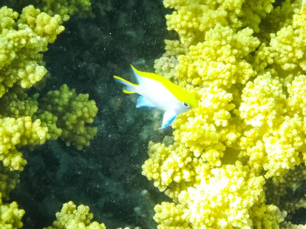 Vissen Zwemmen Boven Het Koraalrif Onderwaterwereld Van Rode Zee — Stockfoto