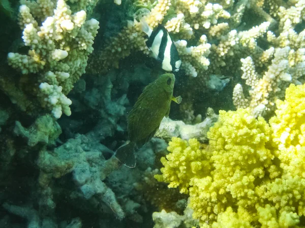 Pesci Nuotano Sopra Barriera Corallina Mondo Sottomarino Del Mar Rosso — Foto Stock