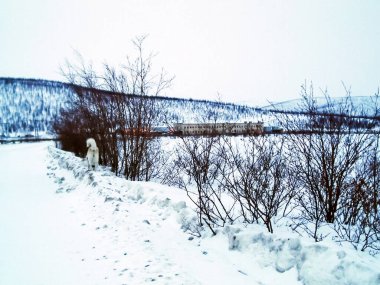Çukotka, Çukotka, Kuzey Doğa güzelliği manzara doğa.