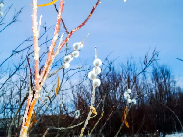 Aard Van Tsjoekotka Het Landschap Van Tsjoekotka Schoonheid Van Noordelijke — Stockfoto