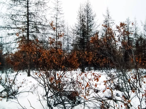 Aard Van Tsjoekotka Het Landschap Van Tsjoekotka Schoonheid Van Noordelijke — Stockfoto