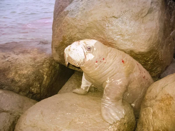 Walrus Oceano Ártico Uma Caça Aos Habitantes Locais — Fotografia de Stock