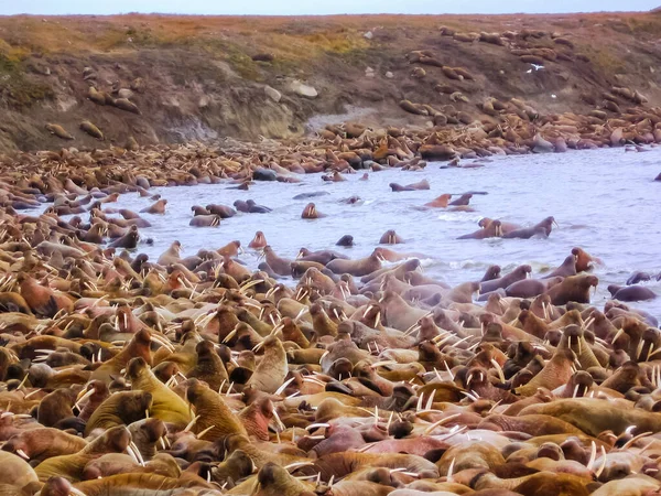 Walrus Oceano Ártico Uma Caça Aos Habitantes Locais — Fotografia de Stock