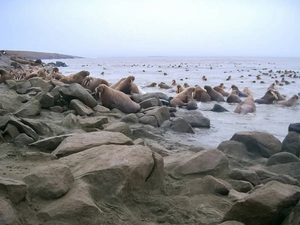 Walrus Oceano Ártico Uma Caça Aos Habitantes Locais — Fotografia de Stock
