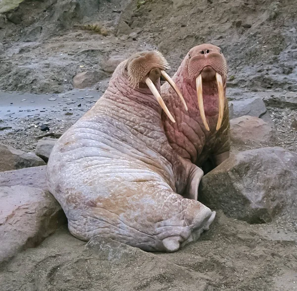 北極海 地元の人々 のための狩りでセイウチ — ストック写真