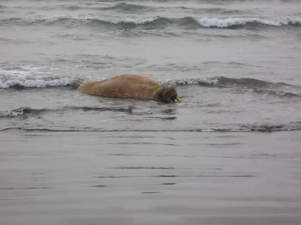 Walrus Arctic Ocean Hunt Locals — Stock Photo, Image