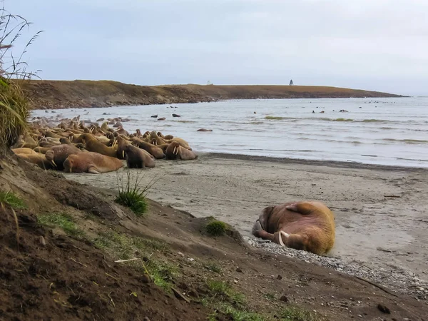 Walrus Oceano Ártico Uma Caça Aos Habitantes Locais — Fotografia de Stock