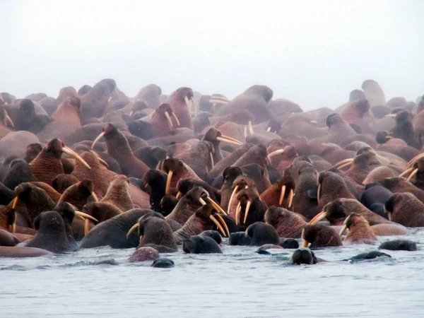 Walross Arktischen Ozean Jagd Auf Einheimische — Stockfoto