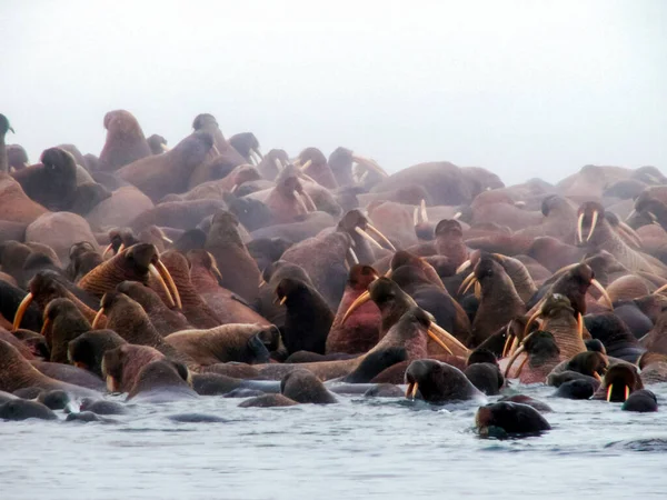 Mors Arktik Okyanusu, yerliler için bir AVI