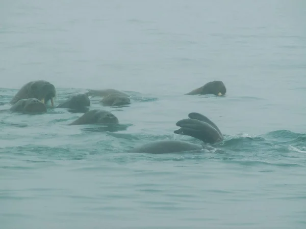 Walrus Oceano Ártico Uma Caça Aos Habitantes Locais — Fotografia de Stock