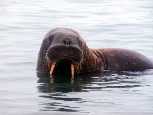 Walrus Oceano Ártico Uma Caça Aos Habitantes Locais — Fotografia de Stock