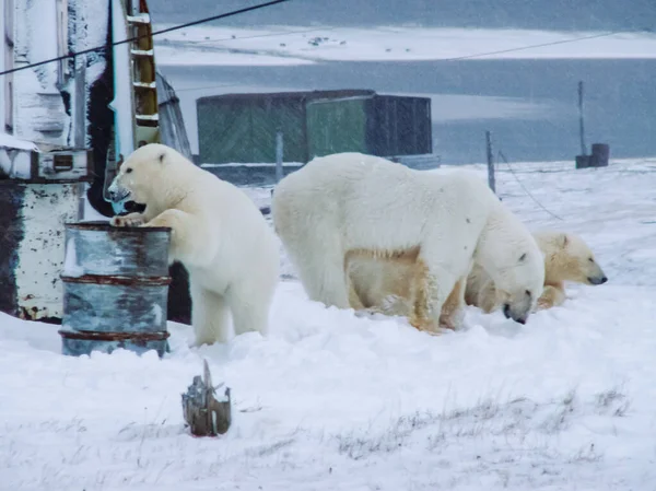 Ursos Vieram Para Estação Pesquisa Cães Ladram Para Urso Polar — Fotografia de Stock
