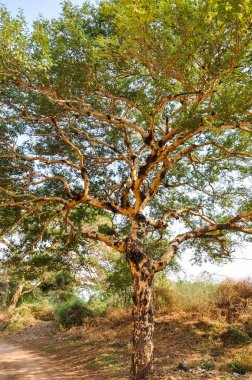 Myanmar 'da binlerce pagoda vadisi var. Tapınakları ve tapınakları olan eski bir dini Pagan şehri..