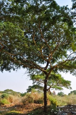 Myanmar 'da binlerce pagoda vadisi var. Tapınakları ve tapınakları olan eski bir dini Pagan şehri..