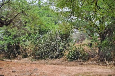 Myanmar 'da binlerce pagoda vadisi var. Tapınakları ve tapınakları olan eski bir dini Pagan şehri..