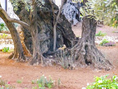 Kudüs'te bir parkta zeytin ağacı. Kudüs'te bir parkta zeytin ağacı.