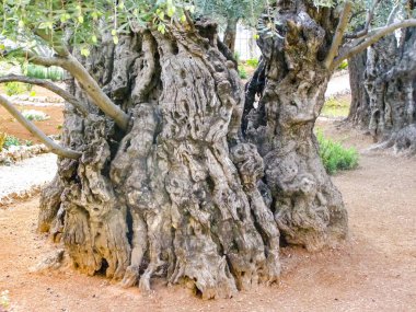 Kudüs'te bir parkta zeytin ağacı. Kudüs'te bir parkta zeytin ağacı.