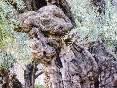 Kudüs'te bir parkta zeytin ağacı. Kudüs'te bir parkta zeytin ağacı.