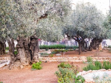Kudüs'te bir parkta zeytin ağacı. Kudüs'te bir parkta zeytin ağacı.