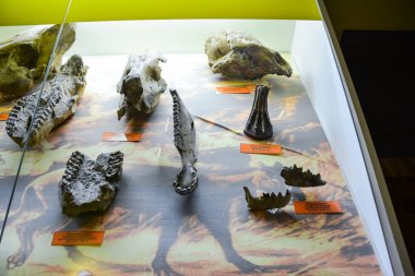 Jeoloji Müzesi adlı sonra Vernadsky, Moskova, Rusya - 11 Haziran 2018: Moskova'da Vernadsky ismini Müzesi sergiler, fosil kalır antik hayvanlar ve bitkiler.