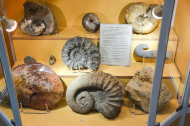 Jeoloji Müzesi adlı sonra Vernadsky, Moskova, Rusya - 11 Haziran 2018: Moskova'da Vernadsky ismini Müzesi sergiler, fosil kalır antik hayvanlar ve bitkiler.