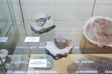 Jeoloji Müzesi adlı sonra Vernadsky, Moskova, Rusya - 11 Haziran 2018: Moskova'da Vernadsky ismini Müzesi sergiler, fosil kalır antik hayvanlar ve bitkiler.