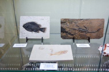 Jeoloji Müzesi adlı sonra Vernadsky, Moskova, Rusya - 11 Haziran 2018: Moskova'da Vernadsky ismini Müzesi sergiler, fosil kalır antik hayvanlar ve bitkiler.