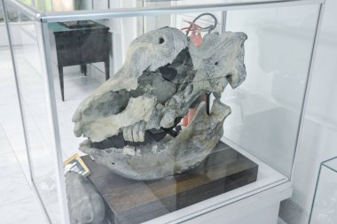 Jeoloji Müzesi adlı sonra Vernadsky, Moskova, Rusya - 11 Haziran 2018: Moskova'da Vernadsky ismini Müzesi sergiler, fosil kalır antik hayvanlar ve bitkiler.