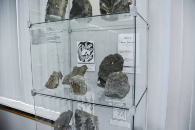 Jeoloji Müzesi adlı sonra Vernadsky, Moskova, Rusya - 11 Haziran 2018: Moskova'da Vernadsky ismini Müzesi sergiler, fosil kalır antik hayvanlar ve bitkiler.