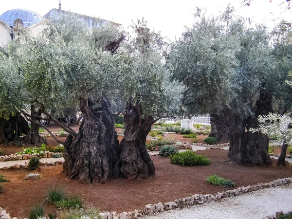 Azeitona Parque Jerusalem Oliveira Parque Jerusalem — Fotografia de Stock