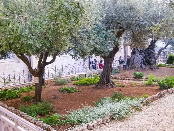 Azeitona Parque Jerusalem Oliveira Parque Jerusalem — Fotografia de Stock