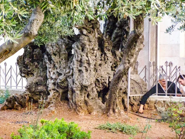 Azeitona Parque Jerusalem Oliveira Parque Jerusalem — Fotografia de Stock