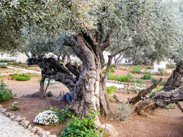 Kudüs'te bir parkta zeytin ağacı. Kudüs'te bir parkta zeytin ağacı.