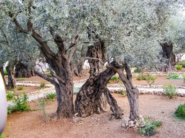 Olijf Boom Een Park Jeruzalem Olijf Boom Een Park Jeruzalem — Stockfoto