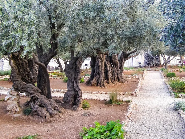 Оливкове Дерево Парку Єрусалимі Оливкове Дерево Парку Єрусалим — стокове фото