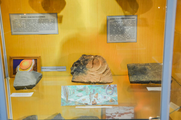Геологический музей имени Вернадского, Москва, Россия - 11 июня 2018 года: экспонаты музея имени Вернадского в Москве, ископаемые останки древних животных и растений
.
