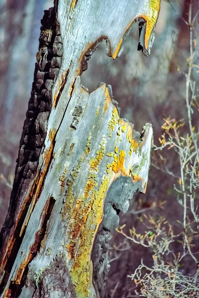 Remains Tree Burnt Fire Forest Autumnal Nature Lake Baikal Landscape — Stock Photo, Image