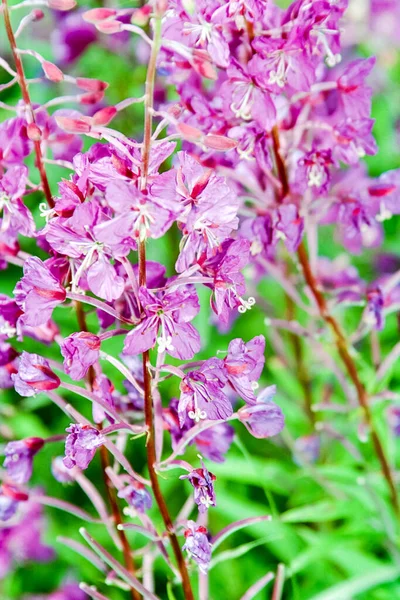 バイカル湖の岸の花 自然バイカル夏 — ストック写真