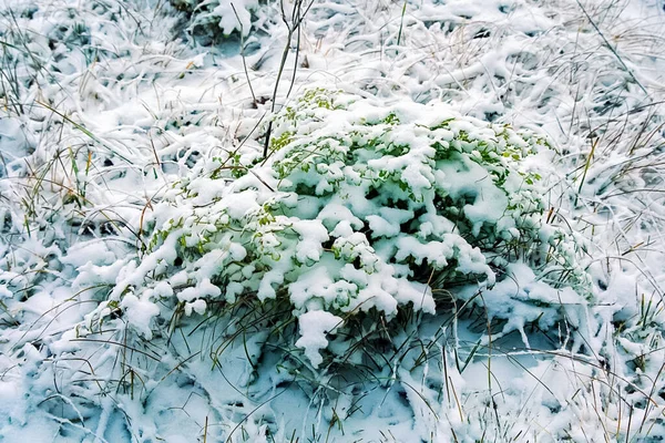 Växter Snön Hösten Snö Gräset — Stockfoto