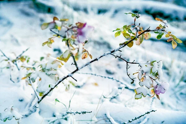 植物在雪 秋天雪在草 — 图库照片