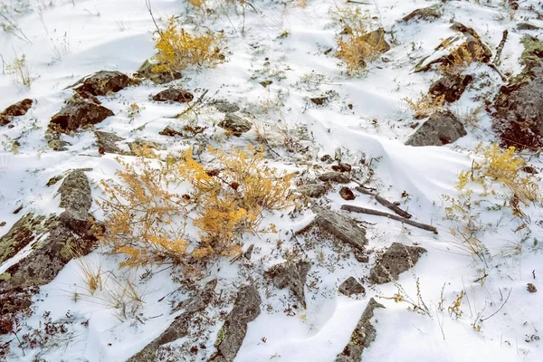 Растения Снегу Осенний Снег Траве — стоковое фото