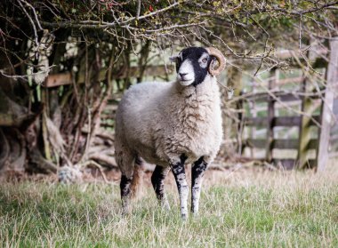 Swaledale koyunu bir çalılığın altında saklanıyor.