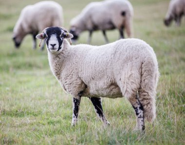 Swaledale koyunu tarlada, koyun sürüsü arka planda