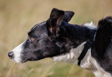Sınırdaki çoban köpeğinin yan plan fotoğrafı.