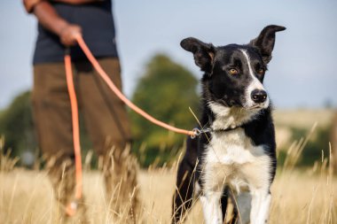 Border collie dog sahada sahibini izliyor. 